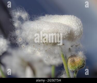 Weiche, flauschige, weiße Baumwollwolle wie die Samenköpfe der japanischen Anemone oder Windflower, getrocknete Samen, die vom Wind weggeblasen werden Stockfoto