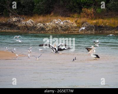 Vogelschar am Strand, Pelikane und Möwen, die planschen und in den salzigen Gewässern der Flussmündung herumflattern und herumfliegen, Australien Stockfoto