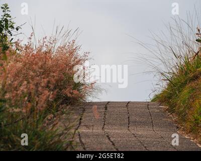 Ein hübscher Pfad, gepflasterter Fußweg mit flauschigen rosafarbenen Gräsern, möglicherweise Natal Grass, der majestätisch über dem Rand hängt, was ein Cottage-Garten-Feeling gibt Stockfoto