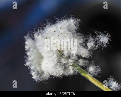 Das Makro einer japanischen Windblume, die zum Samenkorn gegangen ist, ist weiß getrocknete Baumwollsamen, die im Wind wegwehen, Australian Coastal Garden im Winter Stockfoto