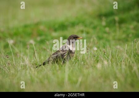 Ring Ouzel, Turdus torquatus, sucht auf seinen Brutplätzen im schottischen Hochland nach Nahrung. Stockfoto