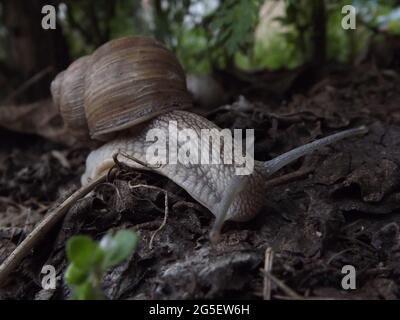 Weinbergschnecke in ihrer natürlichen Umgebung Stockfoto