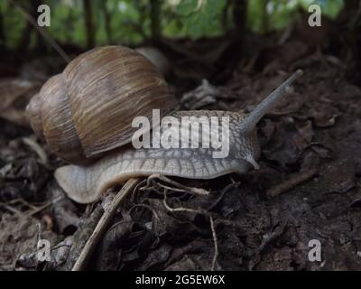 Weinbergschnecke in ihrer natürlichen Umgebung Stockfoto