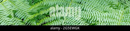 Coastal Wood Fern Laub im Muir Redwoods National Park, Marin County, California, USA. Stockfoto