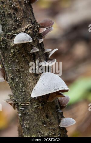 Gruppe von Nebelohrpilzen (Auricularia polytricha), die auf einem toten Ast wachsen. Fotografiert im Daintree Rainforest, Far North Queensland, Australien. Stockfoto