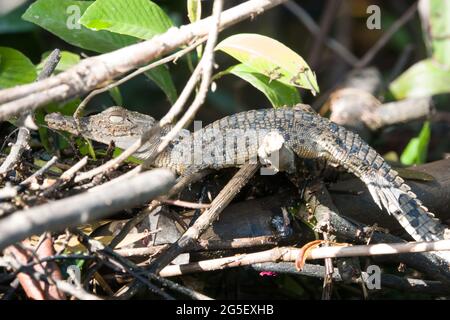 Salzwasserkrokodil (Crocodylus porosus) fotografiert am Flussufer des Daintree River, Far North Queensland, Australien. Stockfoto