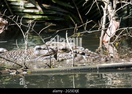 Salzwasser-Krokodil (Crocodylus Porosus) Stockfoto