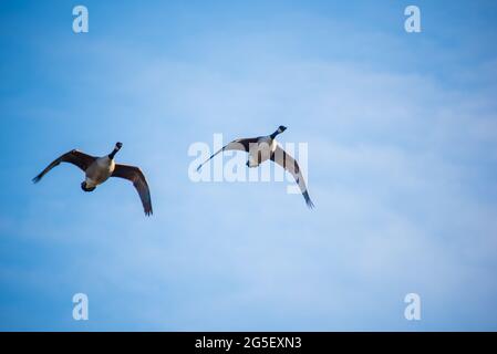 Ein Paar Kanadagänse (Branta Canadensis) im Flug. Stockfoto