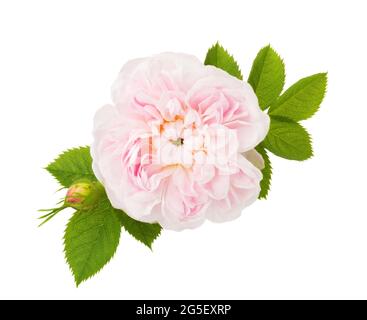 Hellrosa Rose mit Blättern und Knospe isoliert auf weißem Hintergrund. Teerose Stockfoto