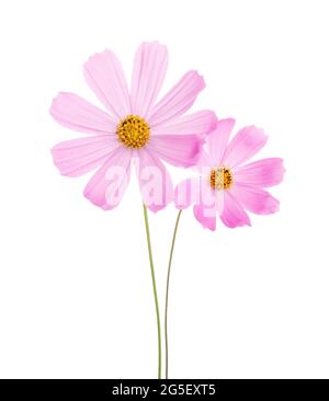 Zwei hellrosa Cosmos-Blüten isoliert auf weißem Hintergrund. Stockfoto