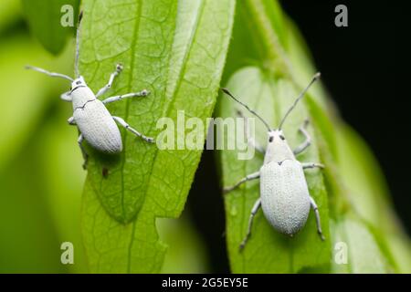 Zwei weiße Kiefernkäfer auf den Pflanzenblättern. Selektiver Fokus verwendet. Stockfoto