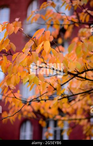 Sammlung von schönen bunten Herbstblätter Hintergrund Stockfoto