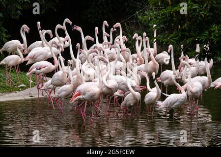 Lyon (Frankreich), 25. Juni 2021. Gruppe von rosa Flamingos die Beine im Wasser im Park des Kopfes aus Gold. Stockfoto