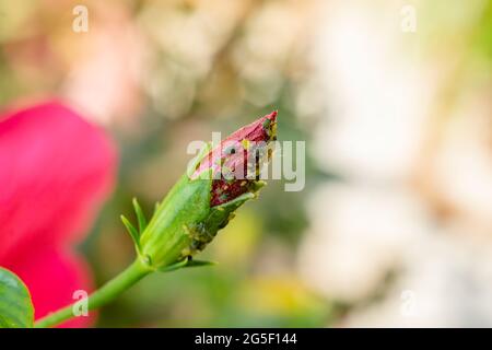 Blattläuse an der Knospe der Hibiskusblüte saugen den zellsaft, die die schweren Schädlinge der verschiedenen Blumenpflanzen und Kulturen sind. Selektiver Fokus verwendet. Stockfoto