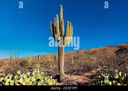 Der höchste Kaktus der Welt, der saguaro, der Arizona Trail, der Saguaro National Park, Arizona, USA Stockfoto