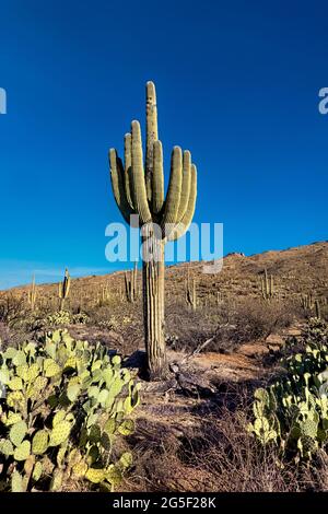 Der höchste Kaktus der Welt, der saguaro, der Arizona Trail, der Saguaro National Park, Arizona, USA Stockfoto