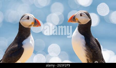 Atlantischer Papageitaucher (fratercula arctica) - Isle of May, Schottland, Vereinigtes Königreich Stockfoto