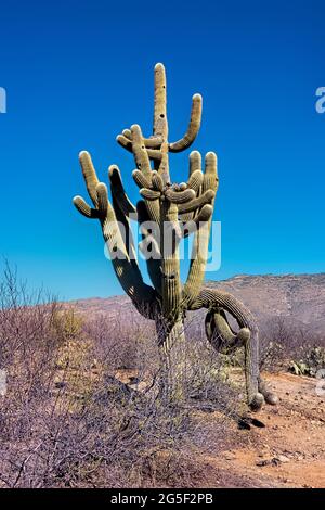 Der höchste Kaktus der Welt, der saguaro, der Arizona Trail, der Saguaro National Park, Arizona, USA Stockfoto