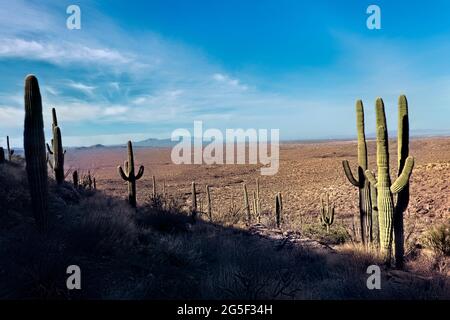 Der höchste Kaktus der Welt, der saguaro, der Arizona Trail, der Saguaro National Park, Arizona, USA Stockfoto