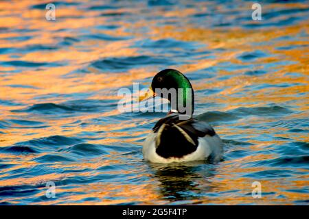 Eine männliche Wildente (Anas platyrhynchos), die in einem Fluss schwimmt, ließ den Sonnenuntergang das Wasser orange aussehen Stockfoto