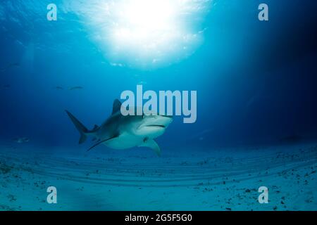 Tiger Shark (Galeocerdo cuvier) nähert sich über Sandy Bottom, mit Sonne platzt durch die Oberfläche. Tiger Beach, Bahamas Stockfoto