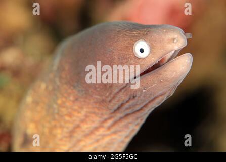 Moray Eel mit weißen Augen (Gymnothorax thyrsoideus, aka Greyface Moray, Freckled Moray). Anilao, Philippinen Stockfoto