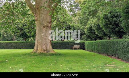 Parkszene mit einer großen amerikanischen Platane (Platanus occidentalis) und einer immergrünen Hecke (Taxus baccata) Stockfoto
