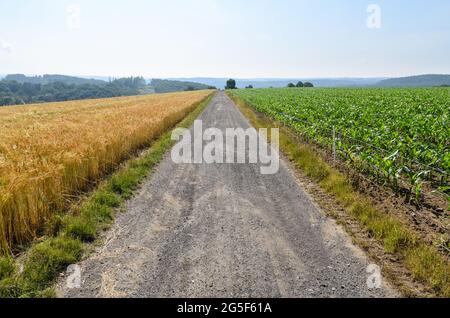 Gerstenfeld (Hordeum vulgare) und Maispflanzen (Zea mays) entlang eines landwirtschaftlichen Weges in der ländlichen Landschaft in Rheinland-Pfalz, Deutschland, Europa Stockfoto