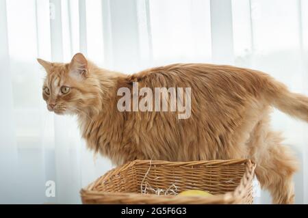 Rote junge Katze sitzt auf Fensterhintergrund in der Nähe Strohkorb, Haustierkonzept Stockfoto