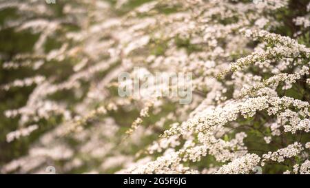 Blühende Spireasträucher in kleinen weißen Blüten im weichen Licht eines Frühlingsmorgens. Hintergrund. Das Konzept der wachsenden Sträucher für die Landschaftsgestaltung. Stockfoto