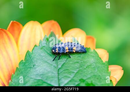 Marienkäfer-Larve mit sieben Flecken, Schwarzes und orangefarbenes Insekt auf einer Blume Stockfoto