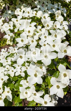 Weiß bis cremefarben sind Cornus kousa var chinensis 'China Girl', ein blühender chinesischer Dogwood-Baum, eine Zierpflanze, die in einem Garten in Surrey wächst Stockfoto