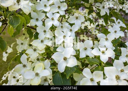 Weiß bis cremefarben sind Cornus kousa var chinensis 'China Girl', ein blühender chinesischer Dogwood-Baum, eine Zierpflanze, die in einem Garten in Surrey wächst Stockfoto