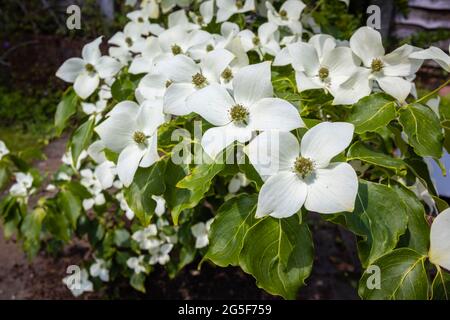 Weiß bis cremefarben sind Cornus kousa var chinensis 'China Girl', ein blühender chinesischer Dogwood-Baum, eine Zierpflanze, die in einem Garten in Surrey wächst Stockfoto