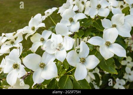 Weiß bis cremefarben sind Cornus kousa var chinensis 'China Girl', ein blühender chinesischer Dogwood-Baum, eine Zierpflanze, die in einem Garten in Surrey wächst Stockfoto
