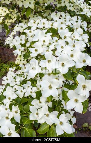 Weiß bis cremefarben sind Cornus kousa var chinensis 'China Girl', ein blühender chinesischer Dogwood-Baum, eine Zierpflanze, die in einem Garten in Surrey wächst Stockfoto