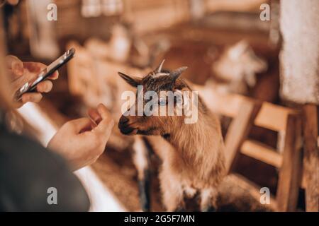 Schönes Kind in einer Scheune im Kontaktzoo Stockfoto