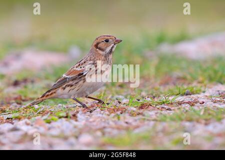 Eine im ersten Winter geborene Lappland-Bunting- oder Lappland-Langspur (Calcarius lapponicus), die im Oktober auf den St. Mary's, Isles of Scilly, Großbritannien, wanderte Stockfoto