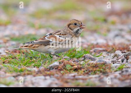 Eine im ersten Winter geborene Lappland-Bunting- oder Lappland-Langspur (Calcarius lapponicus), die im Oktober auf den St. Mary's, Isles of Scilly, Großbritannien, wanderte Stockfoto