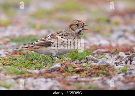 Eine im ersten Winter geborene Lappland-Bunting- oder Lappland-Langspur (Calcarius lapponicus), die im Oktober auf den St. Mary's, Isles of Scilly, Großbritannien, wanderte Stockfoto