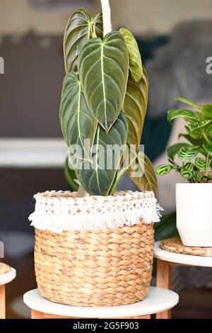 Tropische Zimmerpflanze 'Philodendron Melanochrysum' mit langen Velvellblättern im Korbblumentopf auf dem Tisch Stockfoto