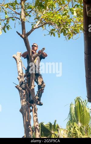 Der Baumpflege schneidet einen großen Avocado-Baum in einer städtischen Umgebung, die es erfordert, kleine Abschnitte auf einmal abzuschneiden, während er auf den Gipfel des Ts klettert Stockfoto