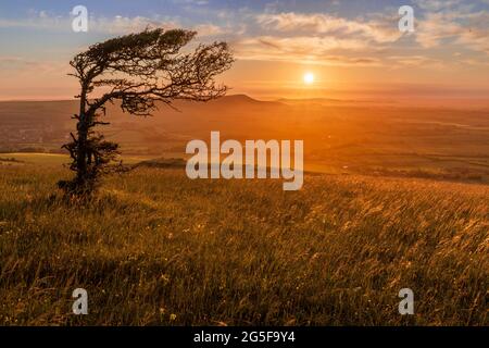 Allein bei Sonnenuntergang mit einem einsamen, windgepeitschten Baum auf dem Windover-Hügel in der Nähe von Wilmington im Osten von Sussex im Südosten Englands. Stockfoto