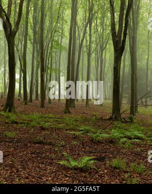 Nebliger Wald in Kingley Val, South Downs, West Sussex, Südostengland Stockfoto