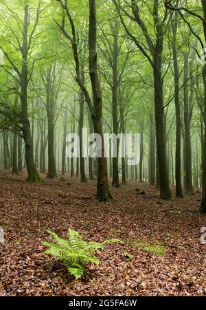 Nebliger Wald in Kingley Val, South Downs, West Sussex, Südostengland Stockfoto