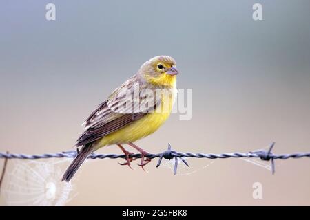 Grünland-Gelbfinken (Sicalis luteola), die auf einem Stacheldraht unter einem verschwommenen Hintergrund isoliert thront. Stockfoto