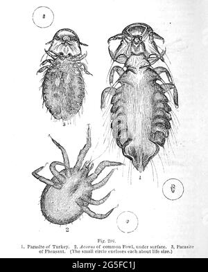 Kunstwerk von winzigen Organismen unter dem Mikroskop aus dem Buch "das Mikroskop: Seine Geschichte, Konstruktion und Anwendung" von Hogg, Jabez, 1817-1899 Veröffentlicht in London von G. Routledge im Jahr 1869 mit Illustrationen von TUFFEN WEST Stockfoto