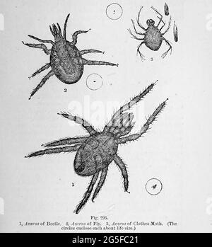 Kunstwerk von winzigen Organismen unter dem Mikroskop aus dem Buch "das Mikroskop: Seine Geschichte, Konstruktion und Anwendung" von Hogg, Jabez, 1817-1899 Veröffentlicht in London von G. Routledge im Jahr 1869 mit Illustrationen von TUFFEN WEST Stockfoto