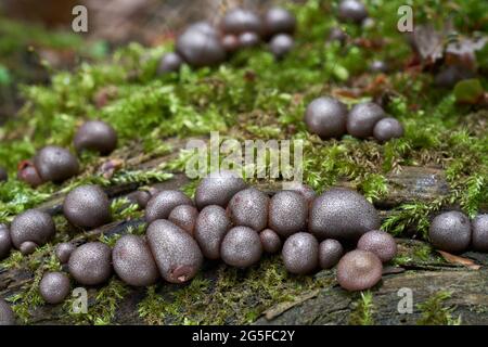 Ungenießbarer Pilz Lycogala epidendrum im Fichtenwald. Bekannt als Wolfmilch oder groenings Schleim. Gruppe von Wildpilzen, die auf Holz wachsen. Stockfoto