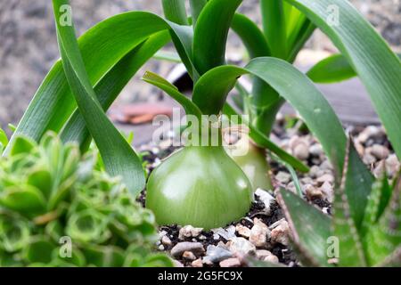 Schwangere Zwiebelbirne Ornithogalum Caudatum mit sukkulenten Wurzeln wächst in Sukkulenten-Container in einem barbicanischen Garten City of London UK KATHY DEWITT Stockfoto